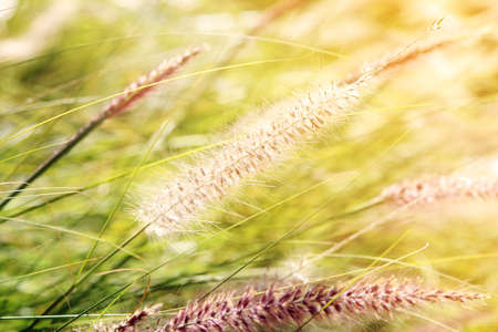 Nature background of flowers grass amidst the warm sunshine. Blurred and bokeh concept