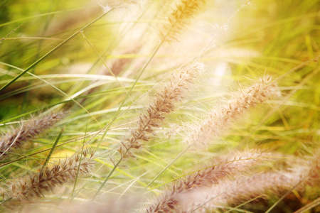 Nature background of flowers grass amidst the warm sunshine. Blurred and bokeh concept