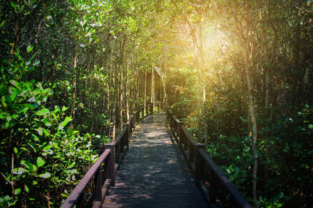 Abstract background of walkway among the ceriops tagal is a beautiful nature in the mangrove forest at Thailand.Traveling and journey Conceptのeditorial素材