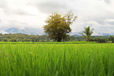 Big tree in the paddy field ,during the rainy season the crops are greenery at Chiang Mai province in Thailandの写真素材