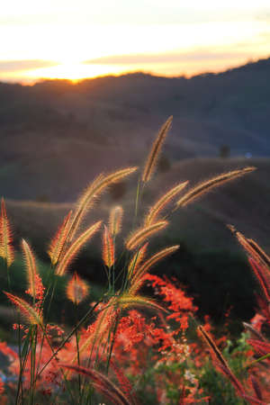 Beautiful scenery of flowers grass during time the sunset amidst the warm sunshine with mountains in the background. natural conceptの写真素材