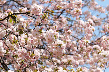 Beautiful cherry blossom , pink sakura flower blooming and soft focus background of sakura on...