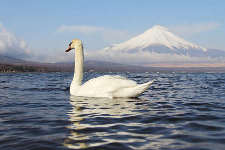 White Swan of Lake Yamanaka with Mt. Fuji background at Yamanashi,Japan. Lake Yamanaka is a point of view Mount Fuji is very popular for photographers and tourists. Travel and natural Conceptの写真素材