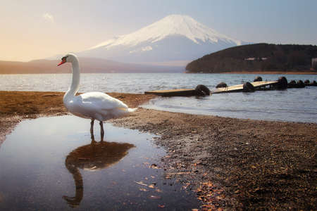 White Swan of Lake Yamanaka with Mt. Fuji background at Yamanashi,Japan. Lake Yamanaka is a point of view Mount Fuji is very popular for photographers and tourists. Travel and natural Conceptの写真素材