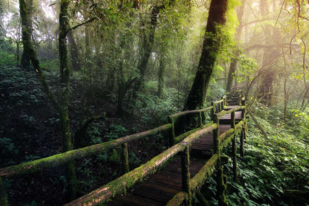 Beautiful rain forest at nature trails Ang Ka Doi Inthanon,Chiangmai in Thailand is a very popular for photographer and tourists. Natural and Travel Concept.の写真素材