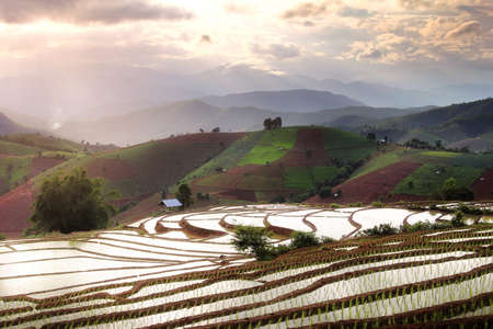 Beautiful scenery during sunset of the Pa Pong Piang rice terraces(paddy field) at Mae-Jam,Chaingmai Province in Thailand.This location is very popular for photographers and tourists.の写真素材