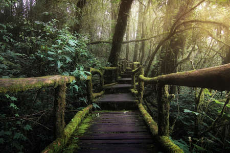 Beautiful rain forest at nature trails Ang Ka Doi Inthanon,Chiangmai in Thailand is a very popular for photographer and tourists. Natural and Travel Concept.の写真素材