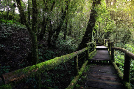Beautiful rain forest at nature trails Ang Ka Doi Inthanon,Chiangmai in Thailand is a very popular...