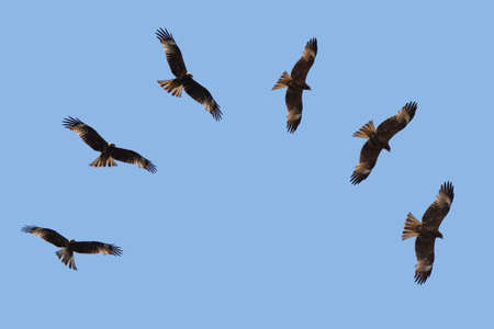 Hawks flying on blue sky background