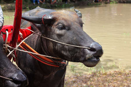 Labor buffalo which has cart, It resting during working to help people in agriculture.