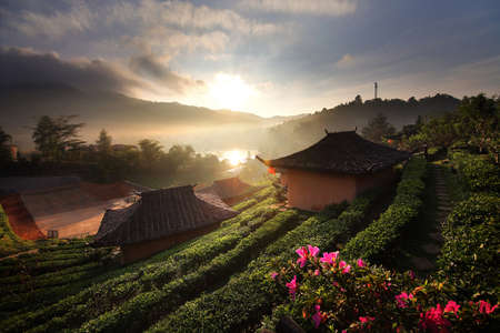 Beautiful scenery during sunrise at Chinese village among Tea Plantation at Ban Rak Thai , Mae Hong Son in Thailand is a very popular for photographers and tourists.の写真素材