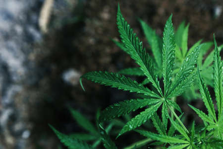 Abstract background of Marijuana leaves, cannabisの写真素材
