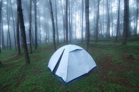 Outdoor camping tent among pine forest and misty in rainy season at Phu Hin Rong Kla national park, Pitsanulok province in Thailand. Travel and natural Conceptの写真素材