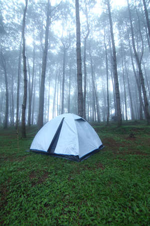 Outdoor camping tent among pine forest and misty in rainy season at Phu Hin Rong Kla national park, Pitsanulok province in Thailand. Travel and natural Conceptの写真素材