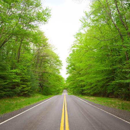Straight mountain road in green forestの写真素材