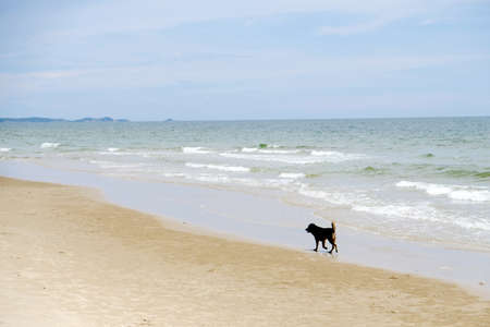 Dog walking on the beachの写真素材