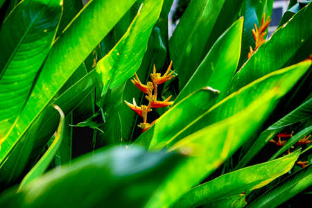 The Heliconia flower with leafs