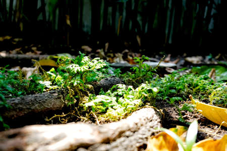 little Lip Fern on soil ground with tree's root and some dry leaf