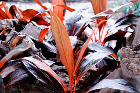 Red purple plant near by footpath, Bangkokの写真素材