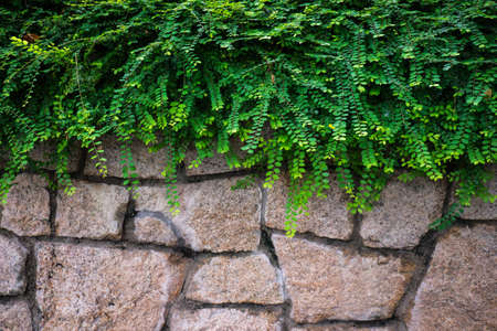 Green Climbing fig on the brick wall. Walls covered with green plants.の写真素材