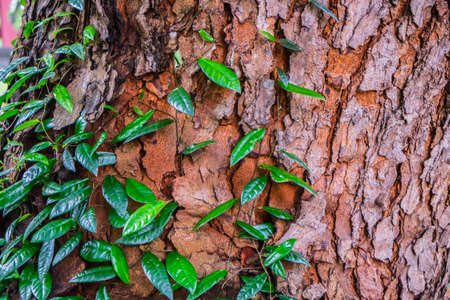 The green ivy climbing on the big treeの写真素材