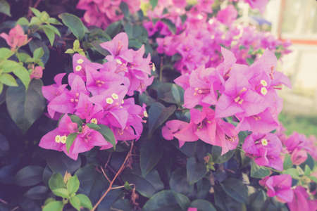 Pink Bougainvillea flower or Paper flower.