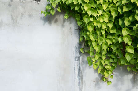 background with tree branches, Green leaf and background concept,beautiful green ivy leaf on white cement wall backgroundの写真素材