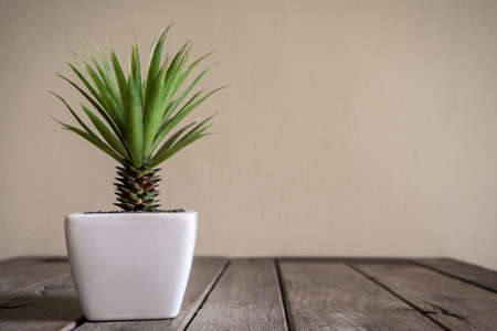 a small cactus in a white ceramic pot on old wooden tableの写真素材