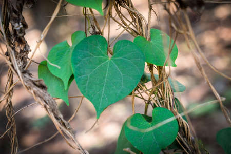 Heart shaped leafの写真素材