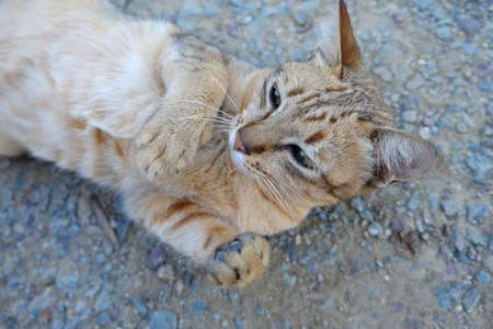 cat lying on a sidewalk and playの写真素材