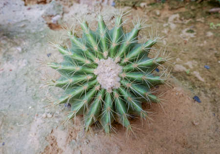 cactus in the garden,Top view Golden ball cactus , Echinocactus grusoniiの写真素材