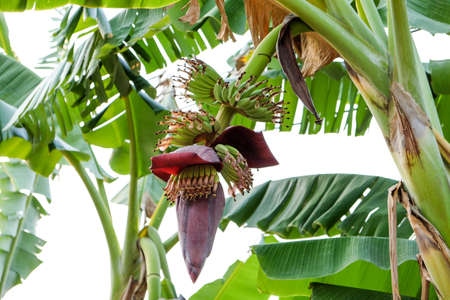Banana blossom flowers hanging on a banana treeの写真素材