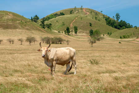 Cow on a summer mountain pastureの写真素材
