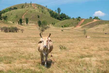 Cow on a summer mountain pastureの写真素材