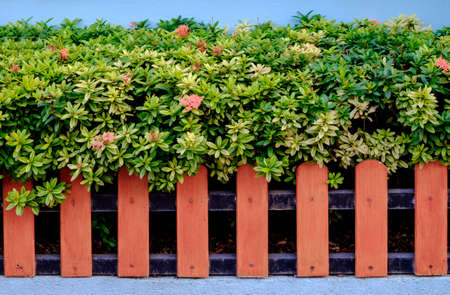 Orange color wooden fence and Ixora plantsの写真素材