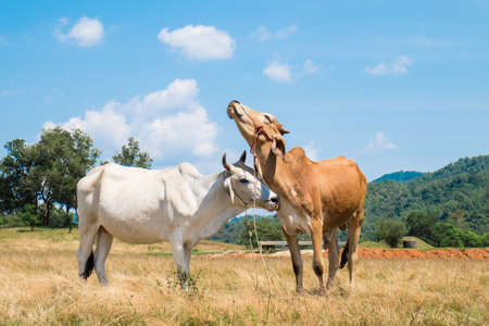two cows in a pasture play, two cows togetherの写真素材