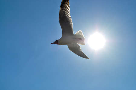 seagull flying in blue backgroundの写真素材