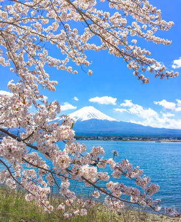 Mountain Fuji and Cherry Blossom in Japan Spring Season, Sakura season timeの写真素材