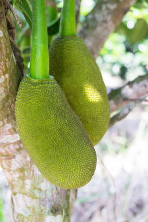 Close up of  young Jackfruit on the Jackfruit Treeの写真素材