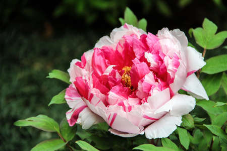 pink and white peony in the garden. Burgundy peony flower. Large fluffy peoniesの写真素材