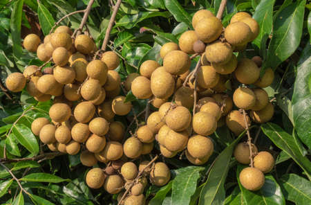 Longan orchards - Tropical fruits young longan in Thailandの写真素材