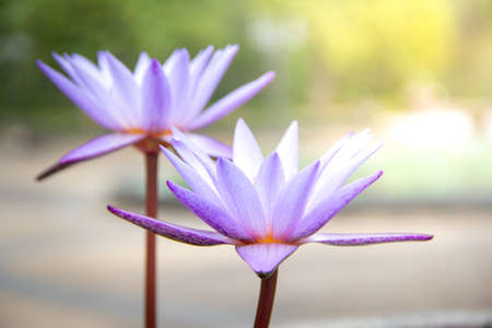 beautiful white and purple lotus flower with green leaf in pondの写真素材