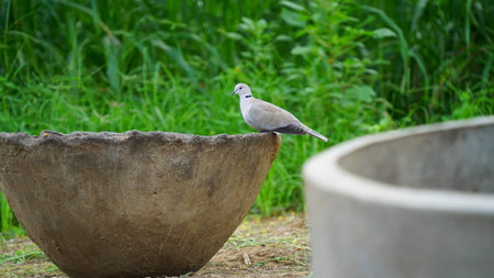collared dove is sitting alone on a cemented water pond.の写真素材