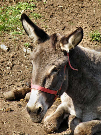 donkey on the farmの写真素材