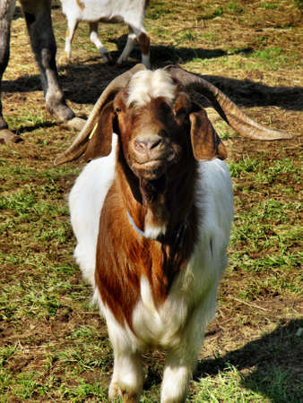 goat on the farmの写真素材