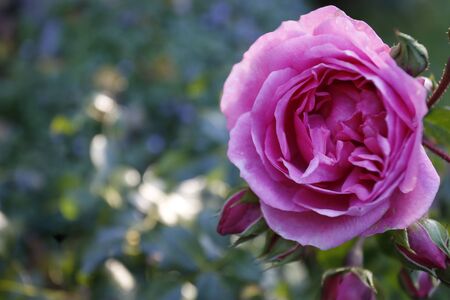 Salmon Roseの写真素材