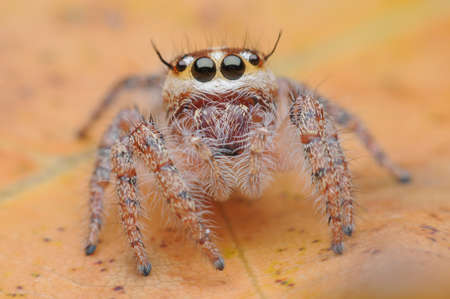 spider