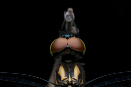 dragonflyの写真素材