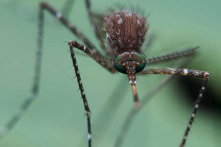 mosquitoの写真素材