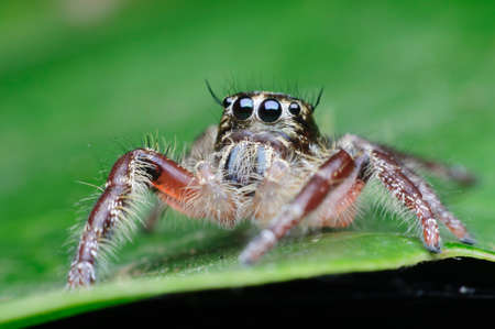 spider